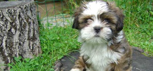 Šteniatka Lhasa Apso na predaj