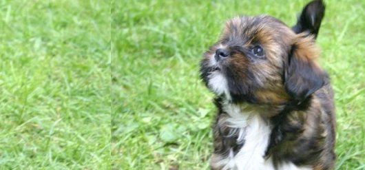 Prečo šteňa s preukazom pôvodu?