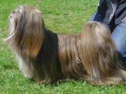 C.I.B. REVIVAL Ivepet, Lhasa Apso