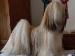 Naši šampióni Lhasa Apso - C.I.B. Kokomo SPARKLE