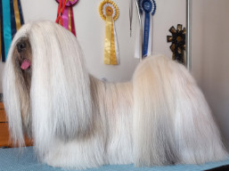 Naši šampióni Lhasa Apso - C.I.B. QUEEN ELIZABETH Ivepet