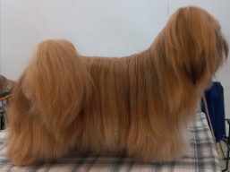 Naši šampióni Lhasa Apso - C.I.B.-J. SANNOIS Ivepet