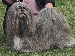 CH. SAVANNAH Ivepet, Lhasa Apso