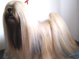 Naši šampióni Lhasa Apso - C.I.B.BISS. ARMANI IVEPET Latgate