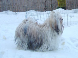 CH. BESSY Veterné, Lhasa Apso