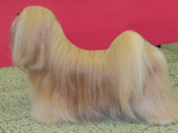 Naši šampióni Lhasa Apso - C.I.B.MultiCH. BRUNEI Ivepet