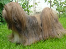 C.I.B. Close To Perfection RE CLAIM, Lhasa Apso