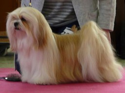 Naši šampióni Lhasa Apso - CH.JCH. DARTAGNAN Ivepet