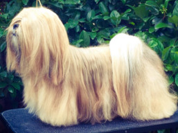 Naši šampióni Lhasa Apso - JCH. ELLIOT Ivepet​