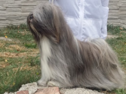 Naši šampióni Lhasa Apso - CH.JCH. GEORGE CLOONEY Ivepet