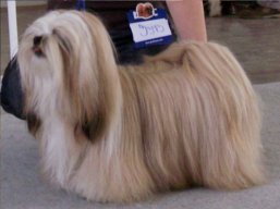 JCH. GRENADA Ivepet, Lhasa Apso