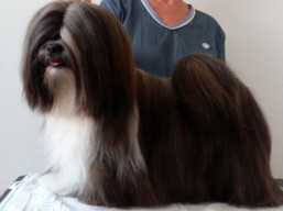 Naši šampióni Lhasa Apso - C.I.B. GRETA GARBO Ivepet