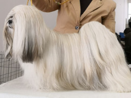 CH.JCH. GWYNETH PALTROW Ivepet, Lhasa Apso