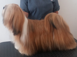 Naši šampióni Lhasa Apso - C.I.B. HÉRA Ivepet