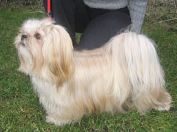 CH. JCh. HIGH HOPES Ivepet, Lhasa Apso