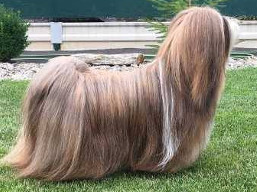 Naši šampióni Lhasa Apso - GCH. IDA Lhasa Sungpo