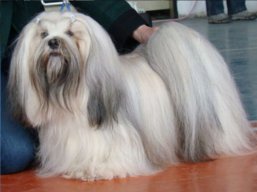 GCH. MultiCH. JIM BEAM Ivepet, Lhasa Apso