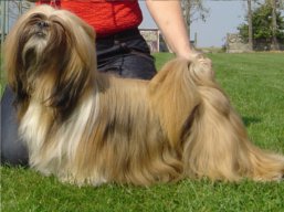 JCH. KA-KHI-LA Ivepet, Lhasa Apso
