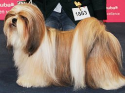 C.I.B. GrCH. KENZO IVEPET Lhamco Laco, Lhasa Apso
