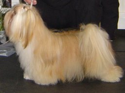 CH. JCH. LEXUSS Ivepet, Lhasa Apso