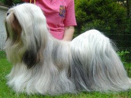 C.I.B. MultiCH. LUCKY GIRL Stará Bašta, Lhasa Apso
