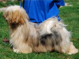 LUCY Yangadoo's IVEPET, Lhasa Apso