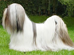 C.I.B. SEMPLICEMENTE Dell' Alberico, Lhasa Apso