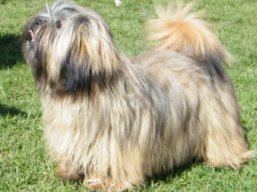 JCH. MOON SHINE Ivepet, Lhasa Apso