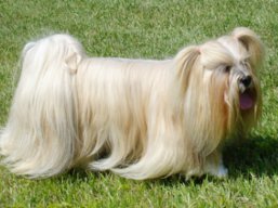 JCH. NICOLLE Ivepet, Lhasa Apso