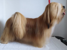 Naši šampióni Lhasa Apso - JCH. PARIS Ivepet