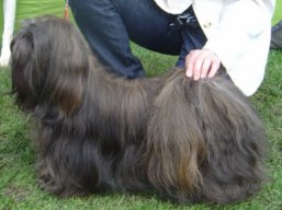 CH. YANGADOO'S Quick Step to IVEPET, Lhasa Apso
