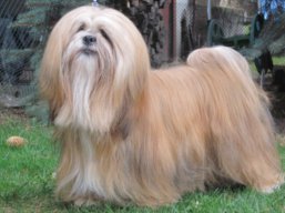 JCH. READY FOR LIFE Ivepet, Lhasa Apso