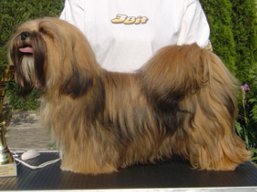 JCH. SHADOW MOON Ivepet, Lhasa Apso