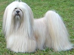 C.I.B. MultiCh. Ti La Shu O'Ivepet, Lhasa Apso