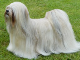 Naši šampióni Lhasa Apso - C.I.B. XANTHE Ivepet