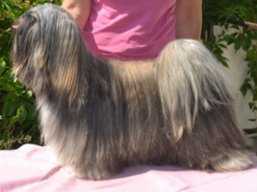 JCH. VANDA Ivepet, Lhasa Apso