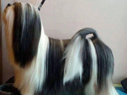 C.I.B. WITH YOU FOREVER Ivepet, Lhasa Apso