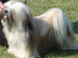 CH. BESSY Veterné, Lhasa Apso