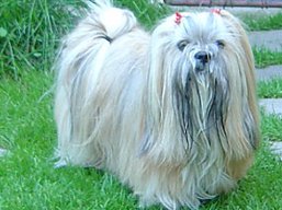 BAILEYS Ivepet, Lhasa Apso