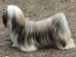 BERRY-BERRY Ivepet, Lhasa Apso