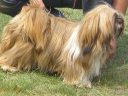JCH. KA-KHI-LA Ivepet, Lhasa Apso