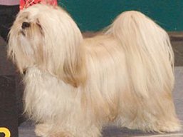 CH. HIGH HOPES Ivepet, Lhasa Apso