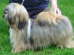 CH.MARIBELL Ivepet, Lhasa Apso