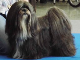 C.I.B. REVIVAL Ivepet, Lhasa Apso