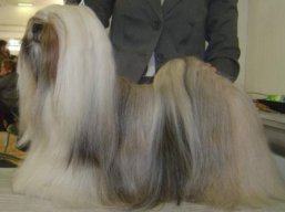 C.I.B. MultiCH. LUCKY GIRL Stará Bašta, Lhasa Apso