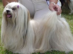 C.I.B. MultiCH. Ti La Shu O'Ivepet, Lhasa Apso