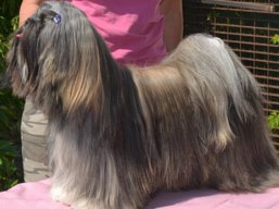 JCH. VANDA Ivepet, Lhasa Apso