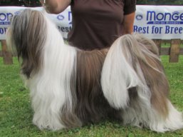 C.I.B.GCH. WITH YOU FOREVER Ivepet, Lhasa Apso