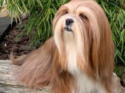 IRRIS Ivepet , Lhasa Apso