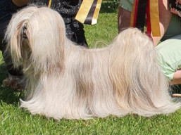 MIAMI Ivepet, Lhasa Apso